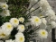 Королиця "Фіона Когхілл" (Leucanthemum x superbum "Fiona Coghill") - 1