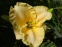 Лілійник "Альборадо" (Hemerocallis "Alborado") - 2