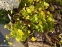 Вальдштейнія трійчаста (Waldsteinia ternata) - 4