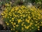 Кореопсис кільчастий "Загреб" (Coreopsis verticillata "Zagreb") - 4