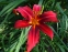 Лілійник "Крімсон Пірат" (Hemerocallis "Crimson Pirate") - 2