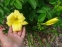 Лілійник "Стелла Супрем" (Hemerocallis "Stella Suprеme") - 2