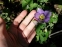 Орлики віяловидні "Міні-Стар" (Aquilegia flabellata "Міні-Star") - 5