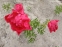 Півонія "Ліджен оф Хонор" (Paeonia "Legion of Honor") - 5