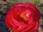 Півонія "Цітерія" (Paeonia "Cytherea") - 3