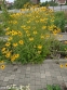 Рудбекія промениста "Голдштурм" (Rudbeckia fulgida ''Goldsturm'')  - 4