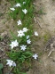 Іфейон одноквітковий "Віслі Блю" (Ipheion uniflorum "Wisley Blue") - 4