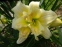 Лілійник "Шнікель Фріц" (Hemerocallis "Schnickel Fritz") - 1