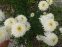 Королиця "Фіона Когхілл" (Leucanthemum x superbum "Fiona Coghill") - 4
