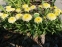Королиця "Луна" (Leucanthemum x superbum "Luna") - 3