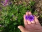 Герань гімалайська "Бірч Дабл" (Geranium himalayense "Birch Double") - 2