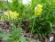 Первоцвіт великочашечковий (Primula macrocalyx Bunge) - 1