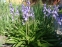 Гіацинтоід іспанський "Ексельсіор" (Hyacinthoides hispanica "Excelsior") - 1