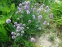 Цибуля-трибулька (Allium schoenoprasum) - 1