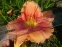 Лілійник "Колорадо Мун Фає" (Hemerocallis "Colorado Moon Fire") - 3