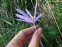 Пізньоцвіт осінній (Colchicum autumnale) - 1