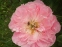 Півонія "Пінк Хавайан Корал" (Paeonia "Pink Hawaiian Coral") - 4