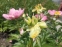 Півонія "Скарлет  О'Хара" (Paeonia "Scarlet O'Hara") - 7