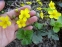 Вальдштейнія трійчаста (Waldsteinia ternata) - 2