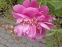 Півонія "Фезе Топ" (Paeonia "Feather Top") - 11