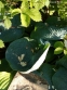 Хоста "Абіква Дрінкінг Гоурд" (Hosta "Abiqua Drinking Gourd") - 6