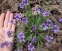 Сизюринхій гірський (Sisyrinchium montanum) - 2