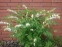 Лампрокапнос чудовий "Альба" (Lamprocapnos spectabilis "Alba") - Діцентра чудова "Альба" - 6