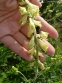Аконіт північний "Айворін" (Aconitum septentrionale "Ivorine") - 7