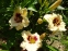 Лілійник "Сноуі Айз" (Hemerocallis "Snowy Eyes") - 1