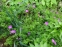 Герань криваво-червона (Geranium sanguineum) - 2