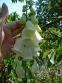 Наперстянка пурпурова "Альба" (Digitalis purpurea var. Аlba) - 1