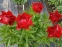 Півонія "Зе Макіно Гранд" (Paeonia "The Mackinac Grand") - 1