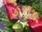 Півонія "Зе Макіно Гранд" (Paeonia "The Mackinac Grand") - 6
