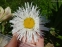 Королиця "Олд Корт" (Leucanthemum x superbum "Old Сourt") - 4
