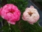 Півонія "Тропікана" (Paeonia "Tropicana") - 4