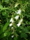 Дзвоники кіньськочасниколисті (Campanula alliariifolia) - 2