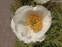 Півонія "Айворі Вайт Сосер" (Paeonia "Ivory White Saucer") - 6