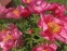 Півонія "Флейм" (Paeonia "Flame") - 4