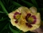 Лілійник "Кастед Кенді" (Hemerocallis "Custard Candy") - 1