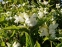 Хелоне коса "Альба" (Chelone obliqua "Alba") - 1