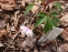 Анемона дібровна "Блю Айс" (Anemone nemorosa "Blue Eyes") - 3