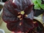 Гейхера "Обсідіан" (Heuchera "Obsidian") - 8