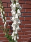 Наперстянка пурпурова "Альба" (Digitalis purpurea var. Аlba) - 1