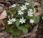 Печіночниця гостролопатева ф. альбіфлора (Hepatica acutiloba f. albiflora) - 1