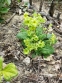Первоцвіт гібридний "Франческа" (Primula  hybrid "Francesca") - 6
