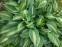 Хоста "Стриптиз" (Hosta "Striptease") - 2
