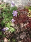 Анемона дібровна "Робінзоніана" (Anemone nemorosa "Robinsoniana") - 1