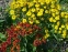 Геленіум "Дабл Трабл" (Helenium "Double Trouble") - 2