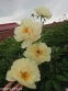 Півонія "Ванілла Шнапс" (Paeonia "Vanilla Schnapps") - 6