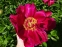 Півонія "Постільйон" (Paeonia "Postillion") - 7